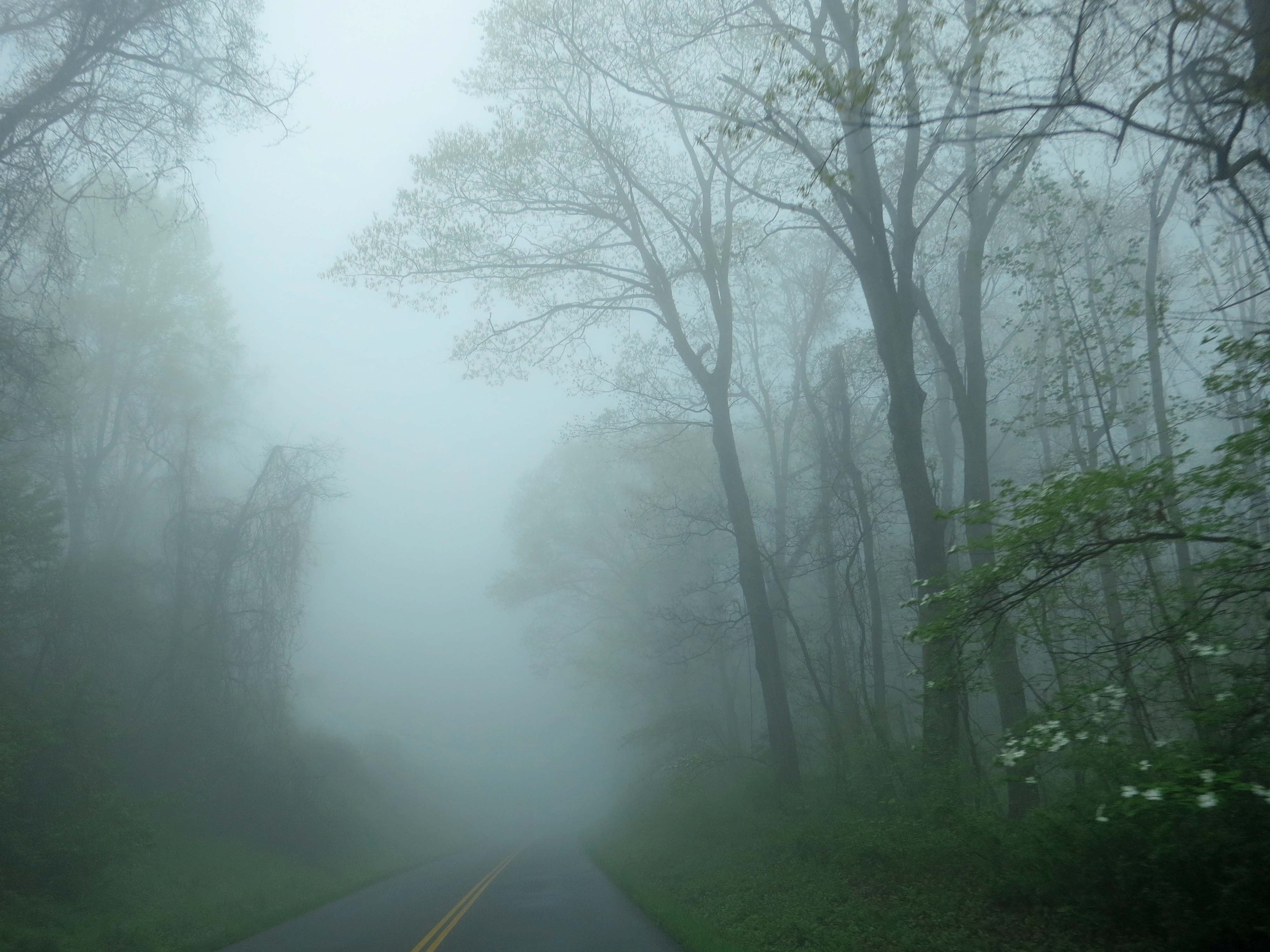 Tuman. Туман. Лес в тумане. Густой туман в лесу. Туманная роща.